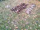 IMG-20201107-WA0021